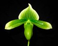 Paph. Alice Bell x (Enchanted Orient x Makmaster)